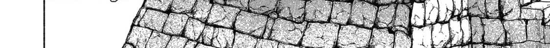 Read Betrothed to a Fox Demon EN Manga Online