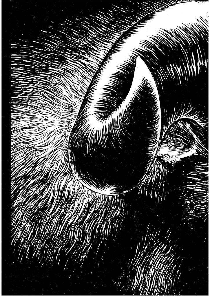 Read Berserk IT Manga Online